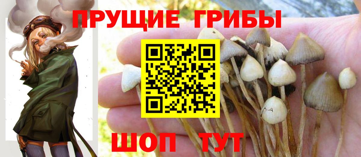 Псилоцибиновые грибы MAGIC MUSHROOMS  Псилоцибиновые грибы GOLDEN TEACHER  Севастополь  Вход с VPN 
